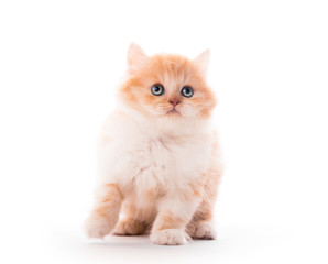 Closeup of cute fluffy kitten isolated