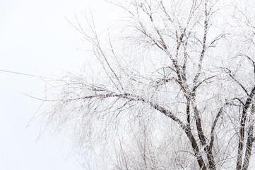 Fototapeta na wymiar Frozen frost covered branches