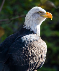 Bald Eagle Portrait