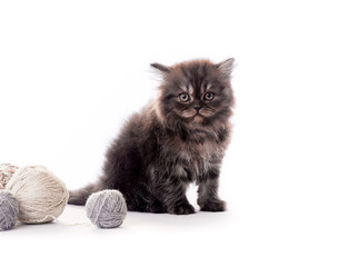 Cute dark fur kitten with laces balls isolated