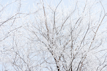 Fototapeta na wymiar Frozen tree branches against the blue sky