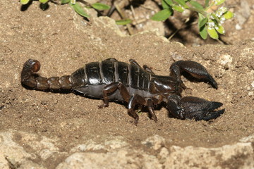 Scorpion du maroc