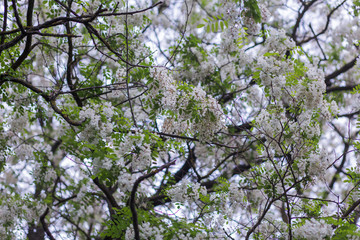 Branches of lush spring blooming white flowers tree acacia. Blooming clusters of acacia. Honey spring plant. Collect nectar. Plant with healthy and delicious honey.