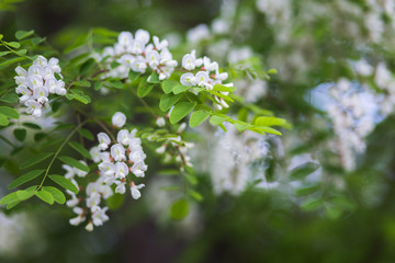 White flowers tree acacia. Blooming clusters of acacia. Honey spring plant. Collect nectar. Plant with healthy and delicious honey.