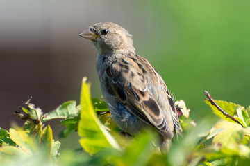 little bird sparrows on a bush