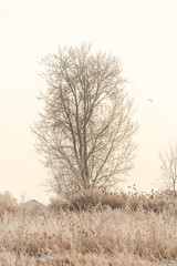 Frozen trees in the fields