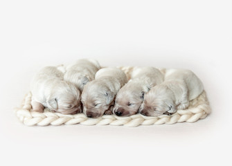 Closeup of cute fluffy newborn golden retriever puppies sleeping