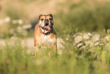 Continental Bulldog. Dog is standing in a blooming beautiful colorful meadow