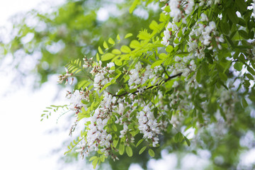 White flowers tree acacia. Blooming clusters of acacia. Honey spring plant. Collect nectar. Plant with healthy and delicious honey.