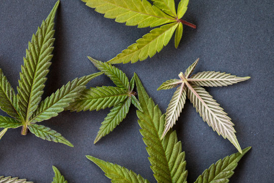 Marijuana leaves on flat grey surface