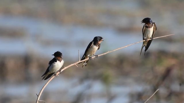 Barn Swallow Birds in Thailand and Southeast Asia.