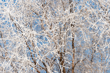 Frozen tree branches against the blue sky