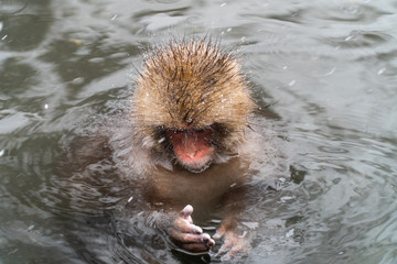 Fototapeta premium 日本サル（snow monkey)の子供