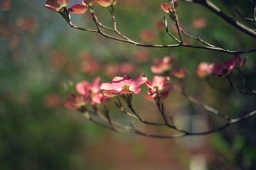 Obraz na płótnie Canvas pink dogwood flower