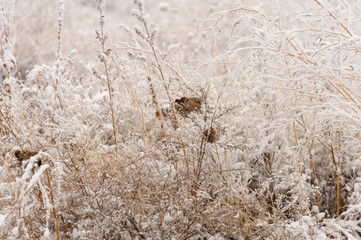Sparrow bird sits in the bushes in winter and eats the seeds of artemisia