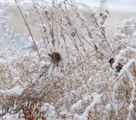 Sparrow bird sits in the bushes in winter and eats the seeds of artemisia