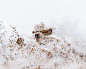 Sparrow bird sits in the bushes in winter and eats the seeds of artemisia