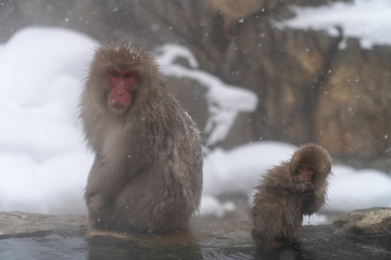 家族のニホンザル（snow monkey)