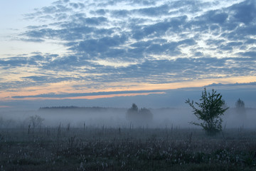 Misty morning over the meadow