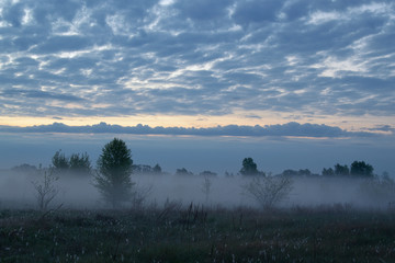 Misty morning over the meadow