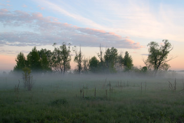 Misty morning over the meadow