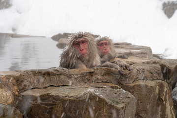 温泉につかるニホンザル（snow monkey)