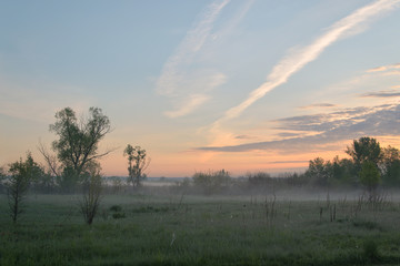 Misty morning over the meadow
