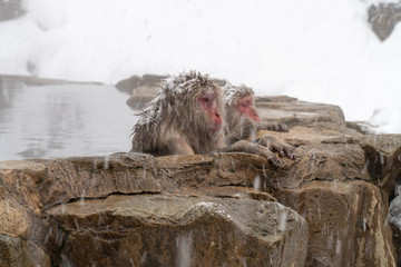 温泉につかるニホンザル（snow monkey)