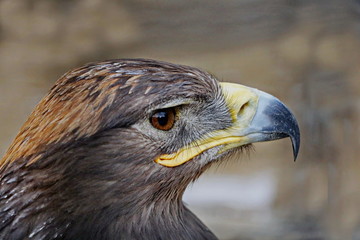 Portrait of a young eagle