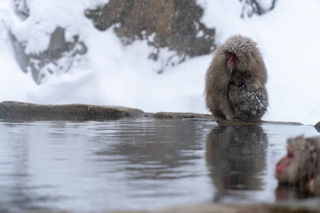 寒さに凍えるニホンザル(snow monkey)