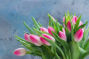 Pink fresh tulips