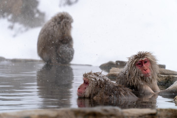 気持ちよさそうに温泉に入浴するサル(snow monkey)