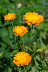 orange marigold flowers