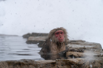 リラックスして温泉につかるニホンザル（snow monkey)