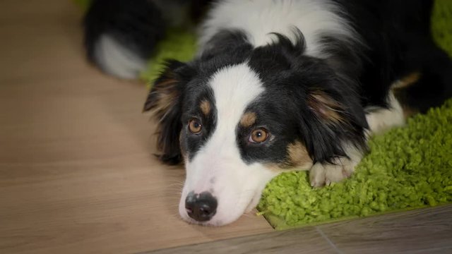 Australian Shepherd Dog is Lying on the floor. Black Tri color Aussie purebred Puppy 11 months old, at home.