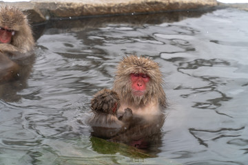 子ザルと温泉に入浴する日本サル(snow monkey)