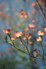 pink dogwood flowers