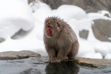 寒さに凍えるニホンザル(snow monkey)