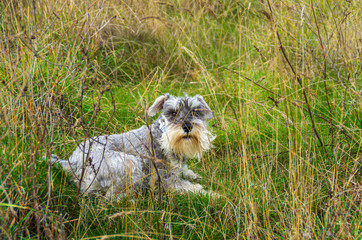 schnauzer dog resting lying on the grass