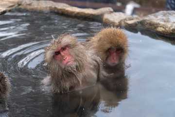 温泉でリラックスしながら毛づくろいするサル(snow monkey)