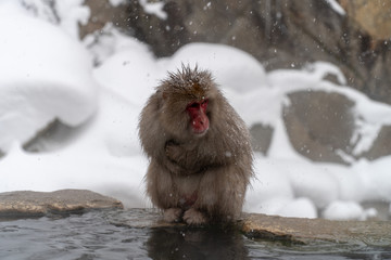 寒さに凍えるニホンザル(snow monkey)