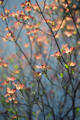 pink dogwood flowers