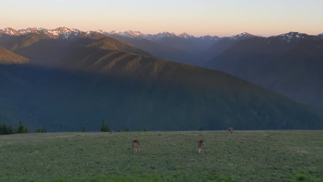 a sunset shot of deer grazing at hurricane ridge in the olympic national park of the us pacific northwest