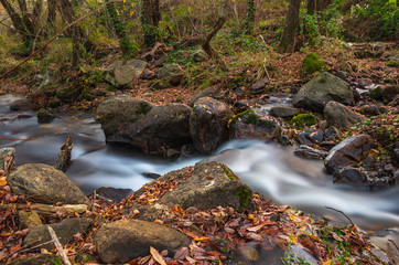 River in a forest in autumn