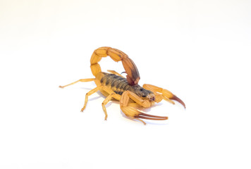 scorpion isolated on white background