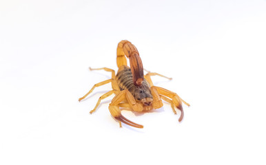 scorpion isolated on white background