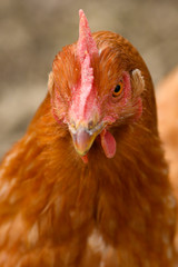 Close-up of the head of a brown hen while grazing in a countryside.