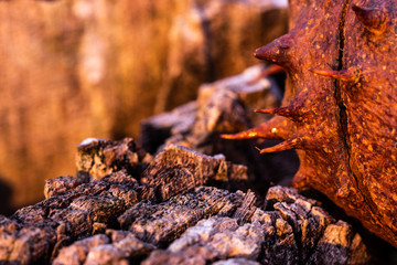 closeup of tree stump