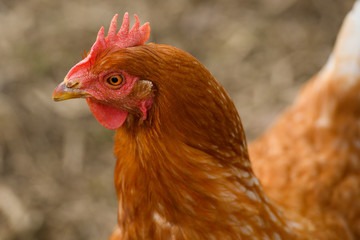 Close-up of the head of a brown hen while grazing in a countryside.