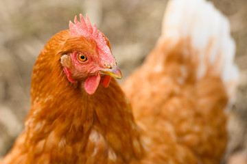 Close-up of the head of a brown hen while grazing in a countryside.